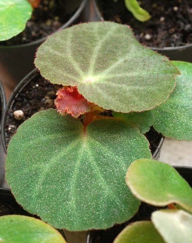 B. subacida